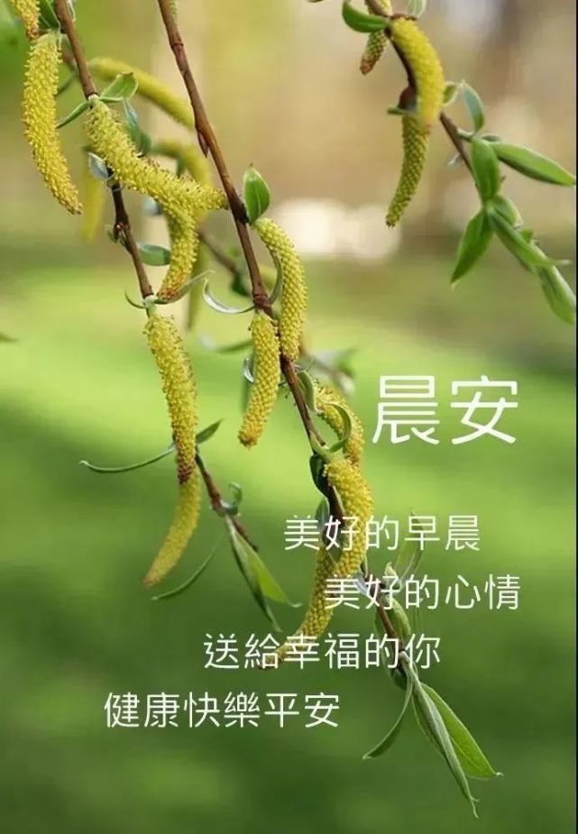 2021年早安祝福語鮮花圖片唯美帶字,最美早安陽光問候經典短句