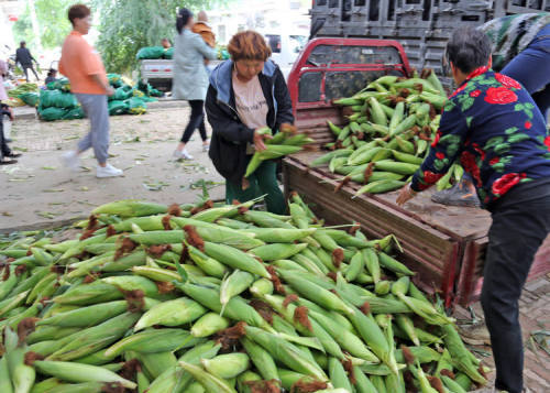 卖玉米总产值上千万元大荔这个村是咋做到的