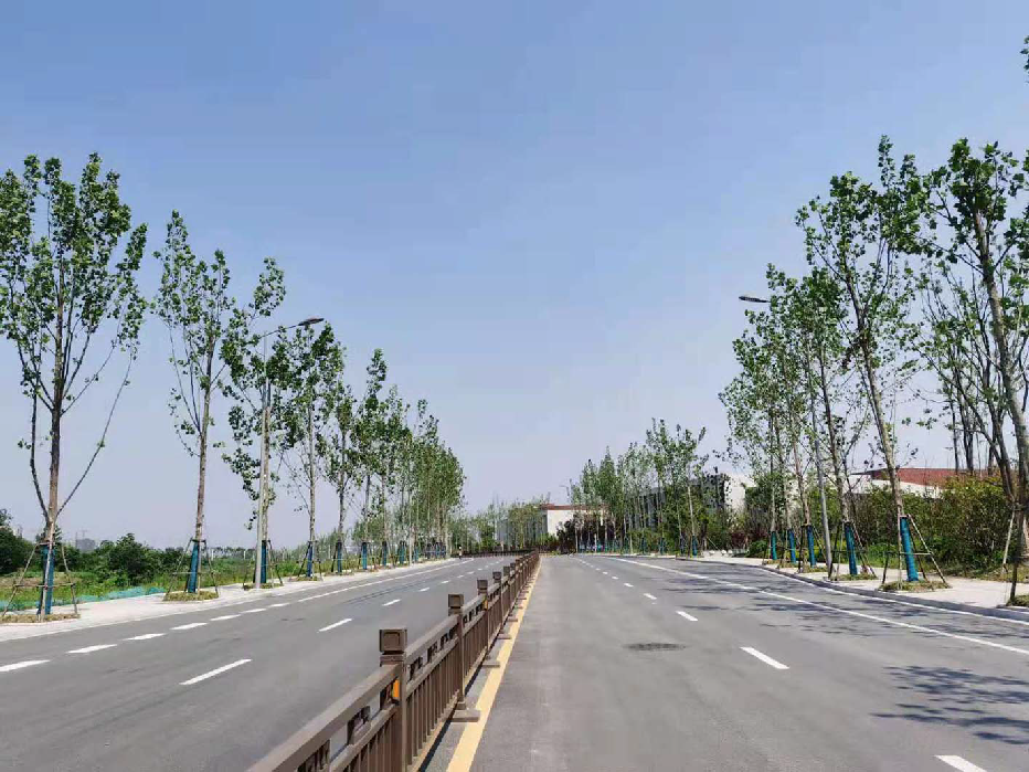 这个路段为何大面积种植杨树