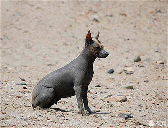 秘鲁印加兰花犬peruvianincaorchidno8