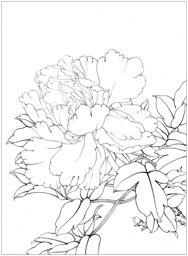 书画联盟丨《田世光牡丹十五品》绘制步骤图——李晓明改编