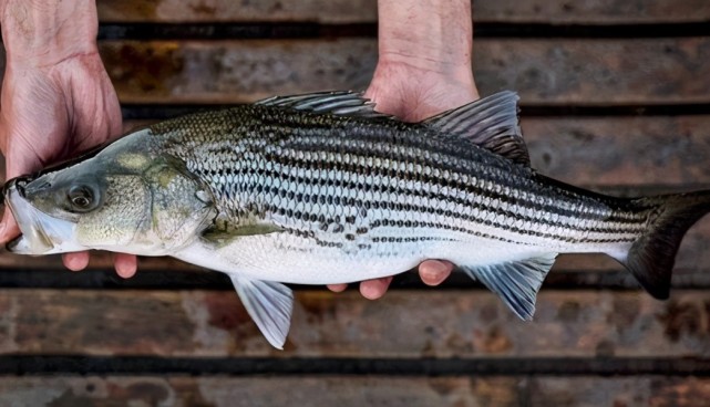 如何路亚国外凶猛鱼种:条纹鲈