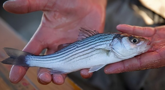 如何路亚国外凶猛鱼种:条纹鲈