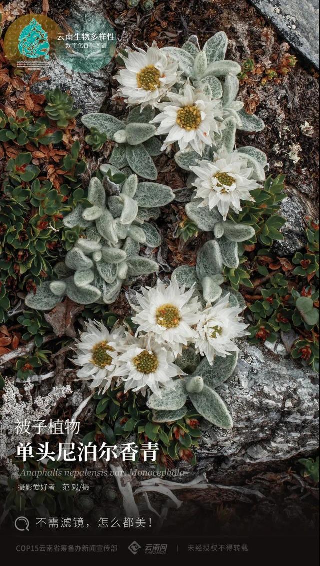 被子植物单头尼泊尔香青不需滤镜怎么都美