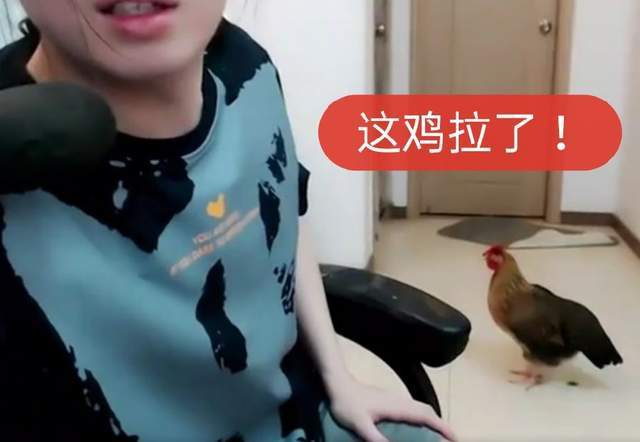 德华过生日收到官方送来的土鸡,弹幕直接笑喷,德华:这鸡拉了