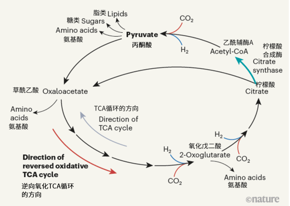 它们会进行某种"化学工程改造",从而利用逆向氧化三羧酸循环的通路