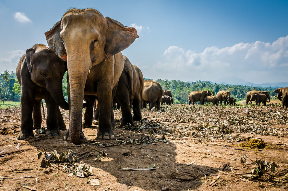 三问两媒体,北迁象群到底在哪儿?