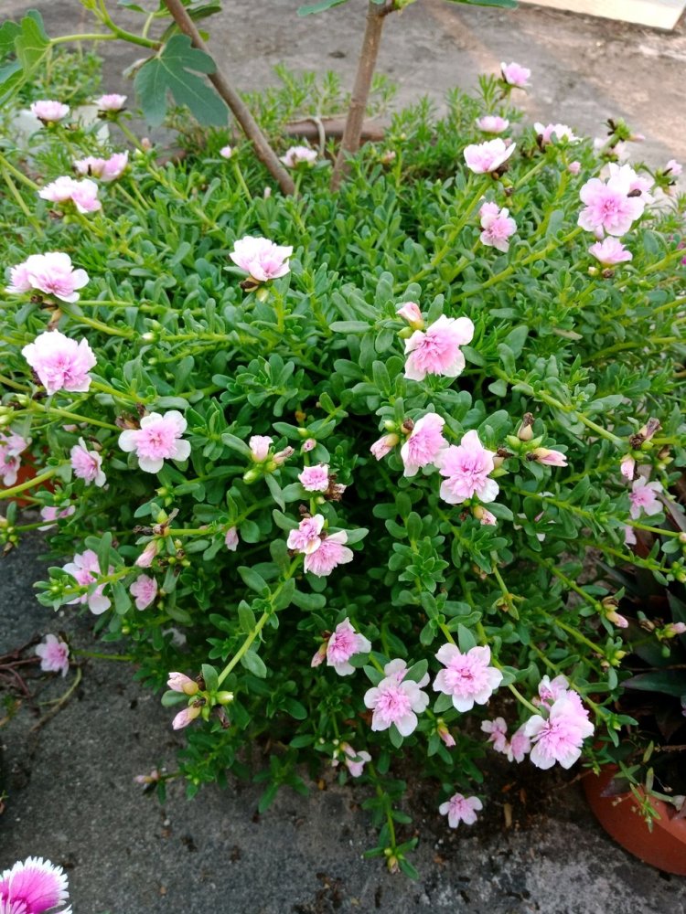 阔叶太阳花"粉重楼"—花型似芙蓉,好看又好养,三季有花开_腾讯新闻