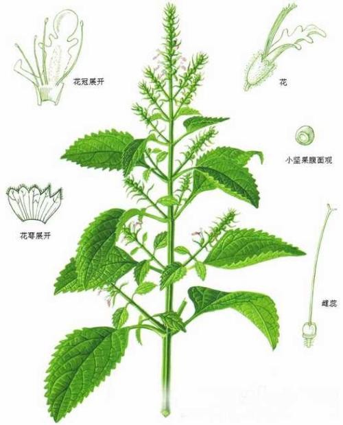 一,藿香的介绍:藿香是一种常见的中药材,别名:合香,苍告,山茴香等.