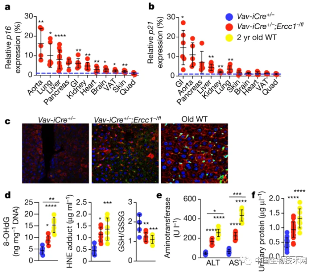nature:抽烟,喝酒和紫外线等,它们是如何驱动机体加速衰老的?