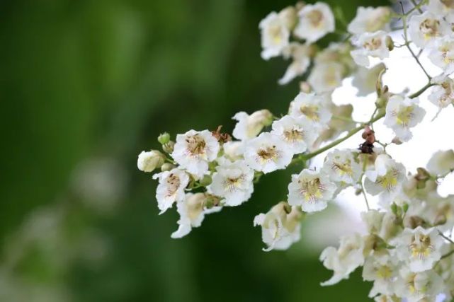 云游鞍山 梓树花开淡淡香