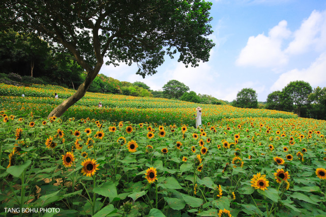 南宁青秀山风景区 感受夏日里绿意盎然的景象 遇见向日葵花海 腾讯新闻