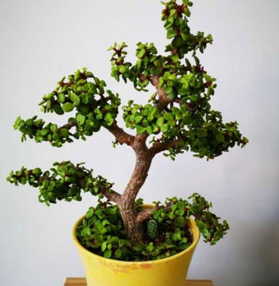 长期缺光照容易徒长金枝玉叶是非常喜光的植物,而很多人长期把它摆放