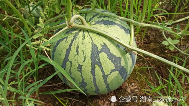 种西瓜到底是打叉好 还是不打叉好 西瓜 挂果 种植户