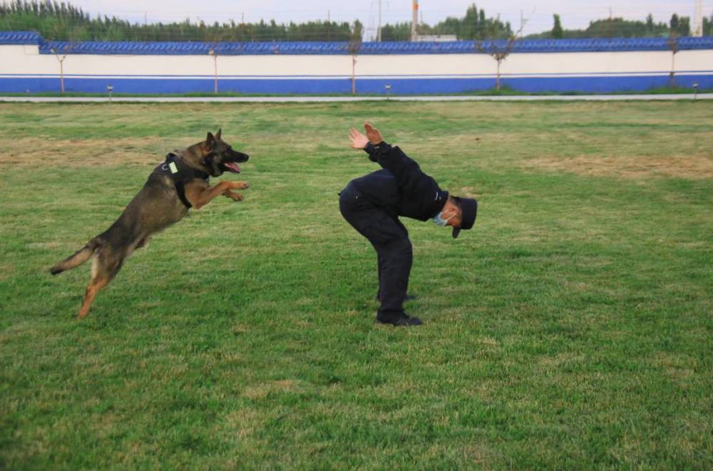 图为带犬民警组织警犬开展专业科目训练跳背图为带犬民警组织警犬开展