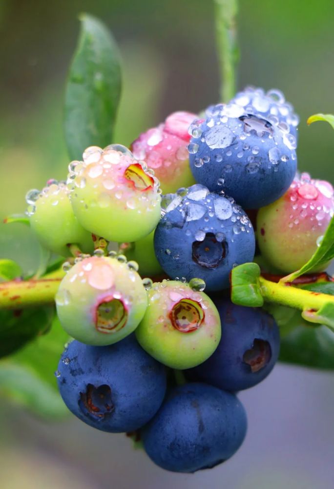 逛花园子午摘台沟蓝莓