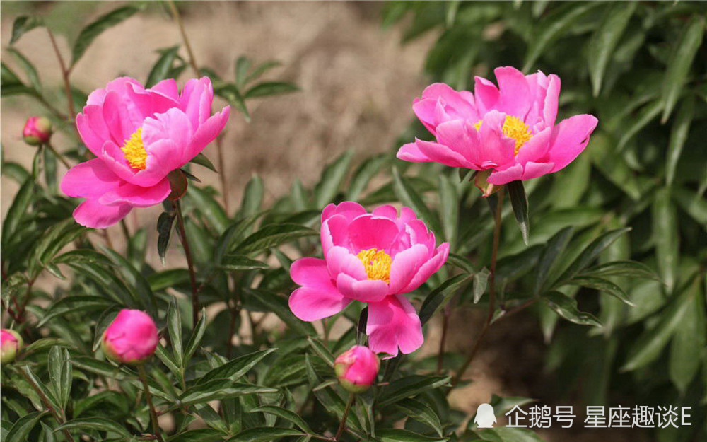 6月23日星座运势 双子与时俱进 天蝎劳逸结合 水瓶头脑灵活 腾讯新闻