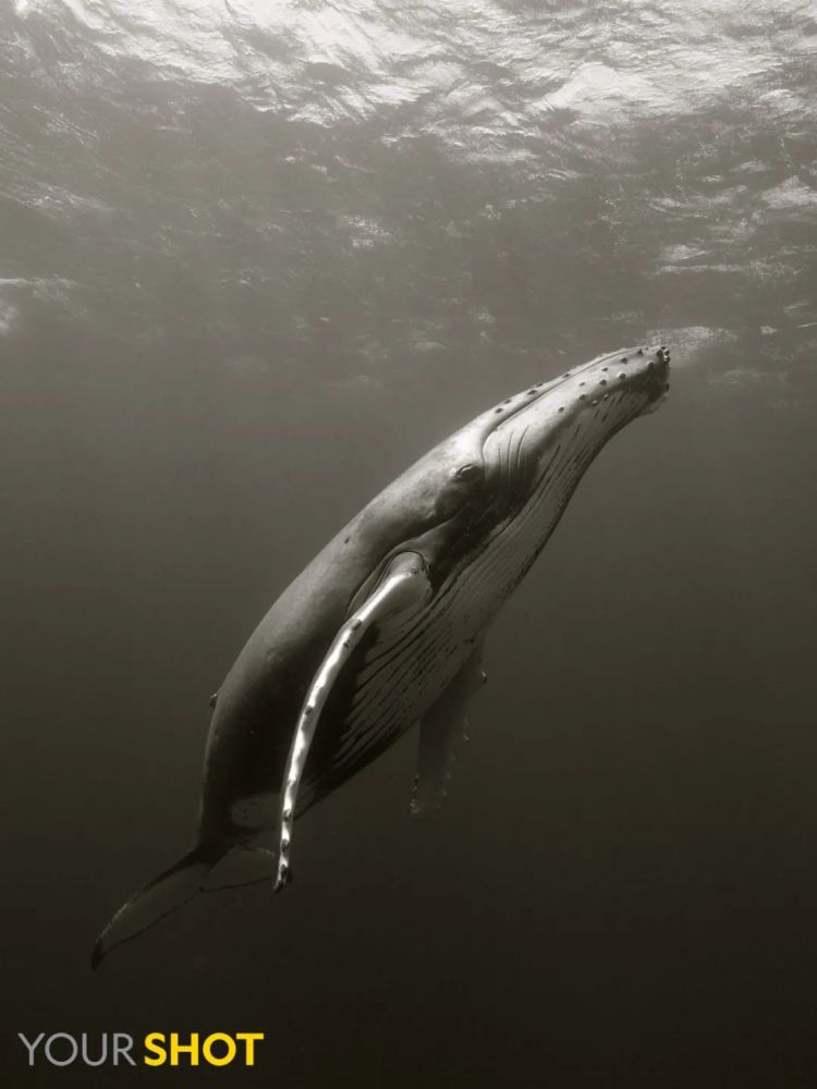 自己的孩子,妻子;他突然意识到,自己这是要加入海洋食物链的一部分了