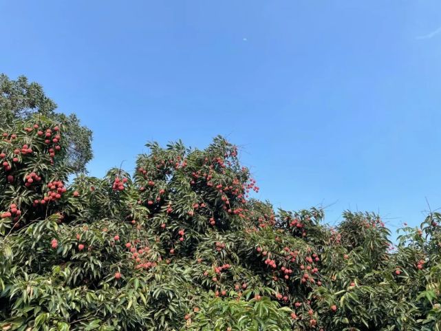 荔枝熟了!黄埔这个"小众公园"迎来最热闹的季节