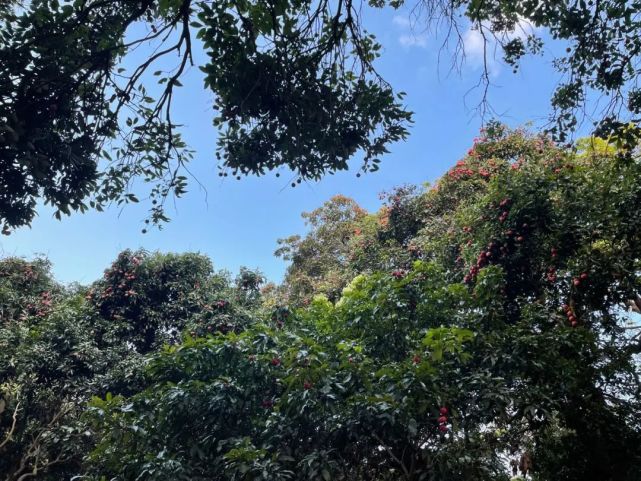 荔枝熟了!黄埔这个"小众公园"迎来最热闹的季节