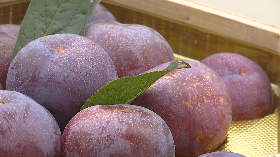 桐乡槜李还有一个特色,那就是果底的一条指甲刻状裂痕,当地人叫"西施