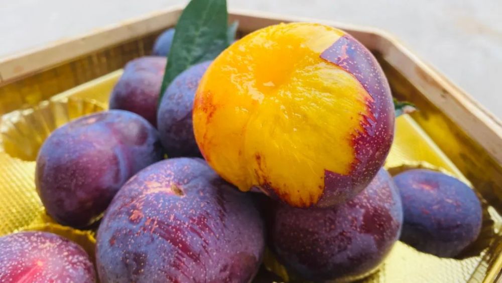 点45分浙江新闻频道《翠花牵线》播出国家地理标志农产品桐乡槜李专题