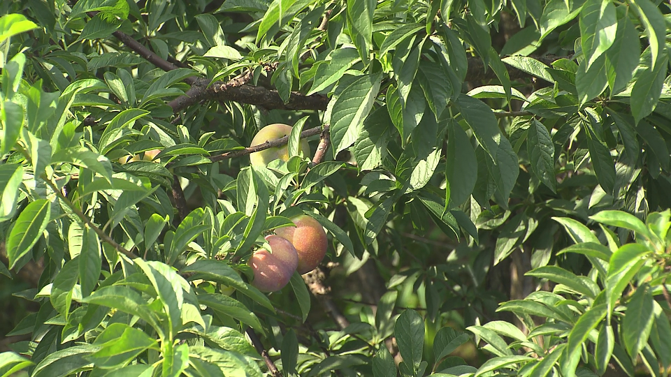 千年名果槜李飘香去桐乡品尝一颗可以喝的李子