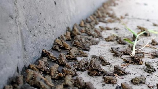 河北市民晨跑时发现:大量青蛙开始"迁徙",果真是地震的前兆?