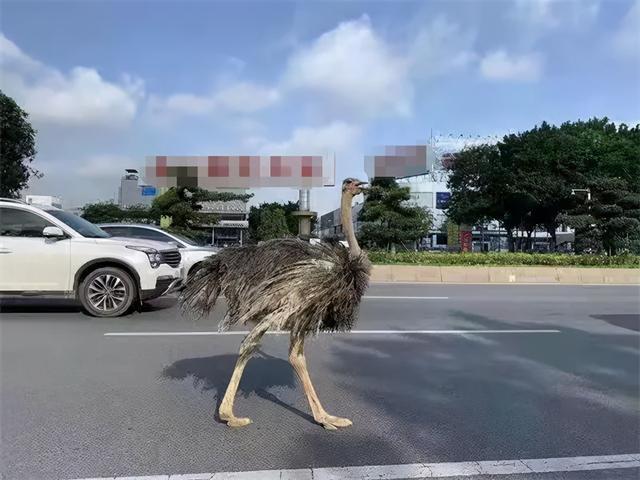 佛山街头惊现1.7米狂奔鸵鸟,跑上佛山大道与汽车"赛跑"
