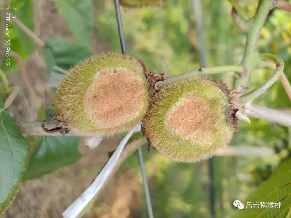 猕猴桃夏秋季园内常见生理性病害原因分析及防治措施_腾讯新闻