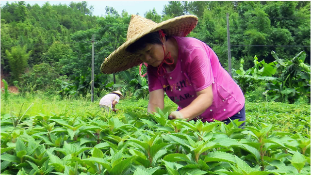 在主田镇大坝村溪黄草种植基地,溪黄草长势喜人,不少附近村民前来收割