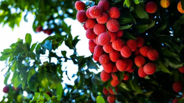 本来生活 京东 顺丰等电商物流平台 助力广东打响 荔枝销路战 腾讯新闻