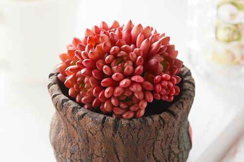 美美的多肉红宝石颜色鲜红长成手捧花原来是这样养出来的