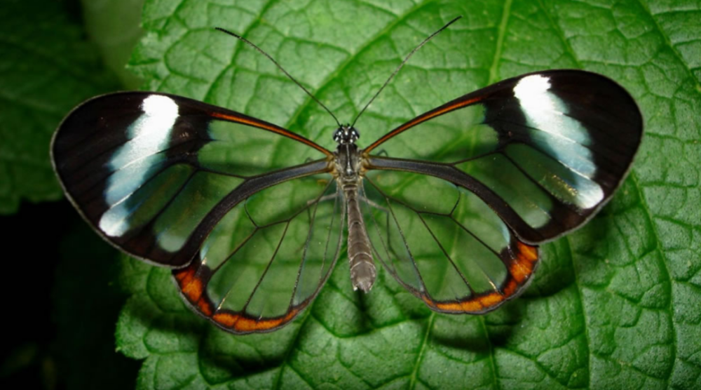 透翅蝶稀疏的旋转鳞片上覆盖一层透明翼膜,而翼膜的质地对减少反光很