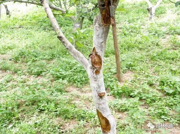 夏日炎炎 苗木日灼伤了怎么办 腾讯新闻