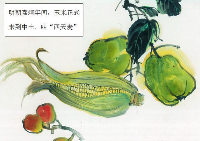 里面提到的番麦,指的就是古代的玉米,还别称叫做"西天麦",是从西藏传