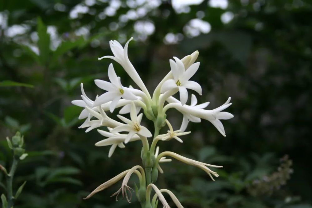 夜来香花图片大全大图(夜来香花图片大全大图一)