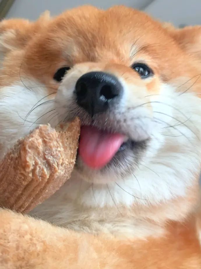 好治愈的阿柴笑容吐出的舌头都是心形的