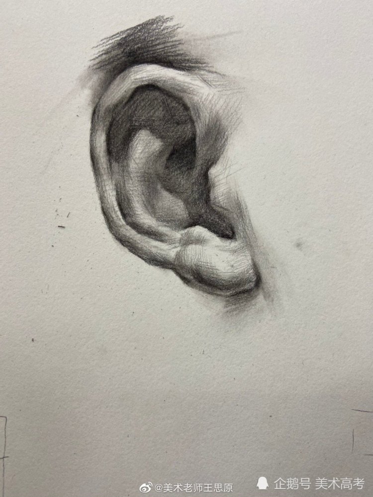 艺考素描局部耳朵教学范画