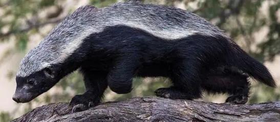 大连岛有2万条毒蛇,如果把2只蜜獾放岛上,能把蛇全部吃完吗?