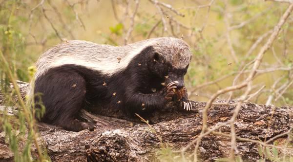 大连岛有2万条毒蛇,如果把2只蜜獾放岛上,能把蛇全部吃完吗?