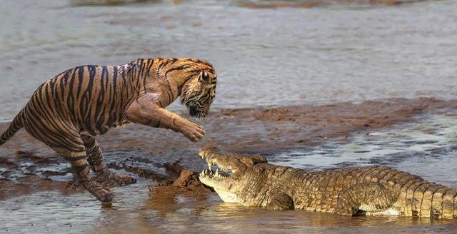 雌虎大战4米巨鳄一个半小时才分出胜负老虎和鳄鱼谁更强