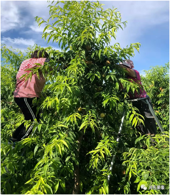 桃子套完袋還需要解袋,太麻煩;果樹套袋後需補磷,水果網袋有大用途