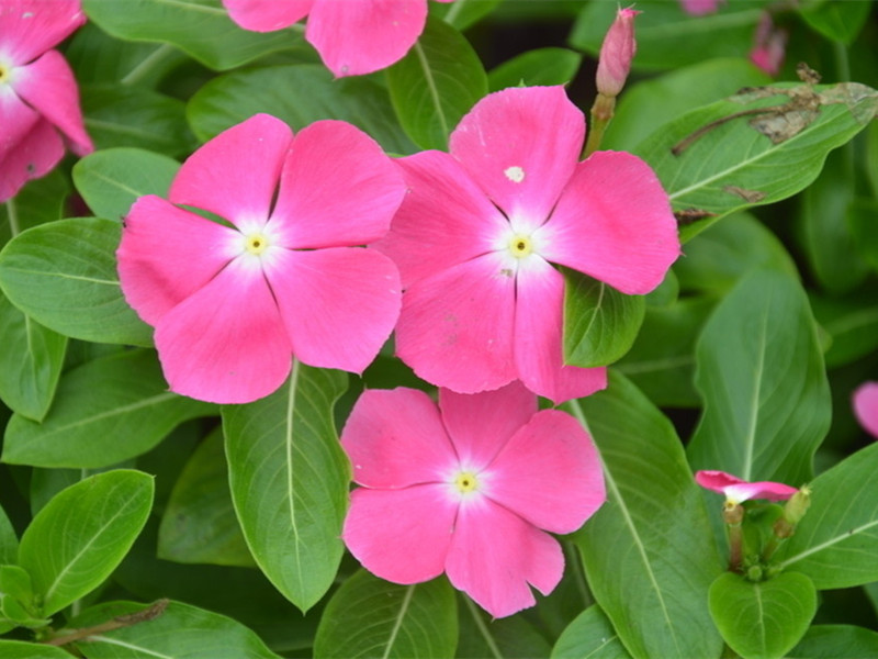 美在四季的长春花 花色明艳多彩 腾讯新闻