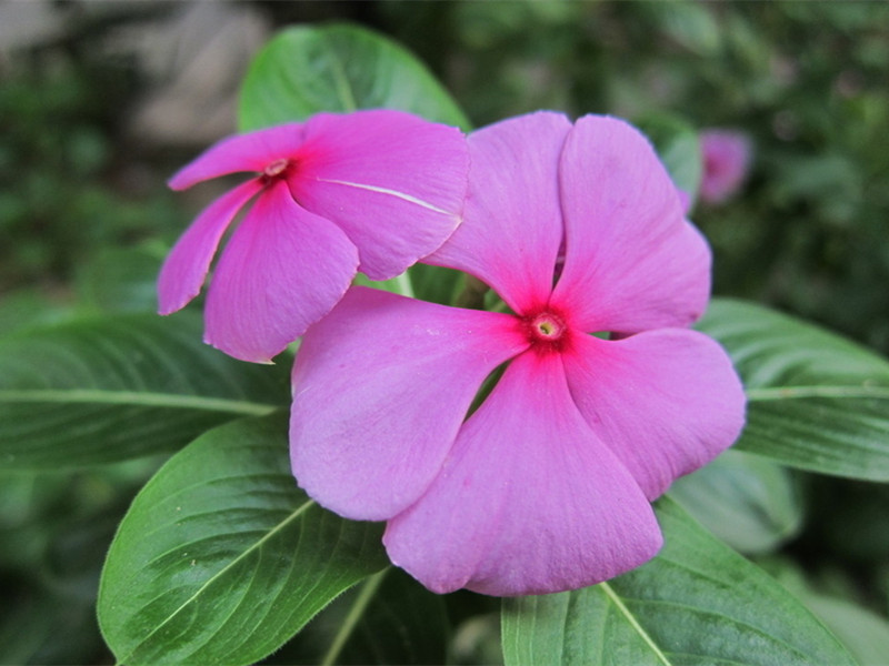 美在四季的长春花 花色明艳多彩 腾讯新闻