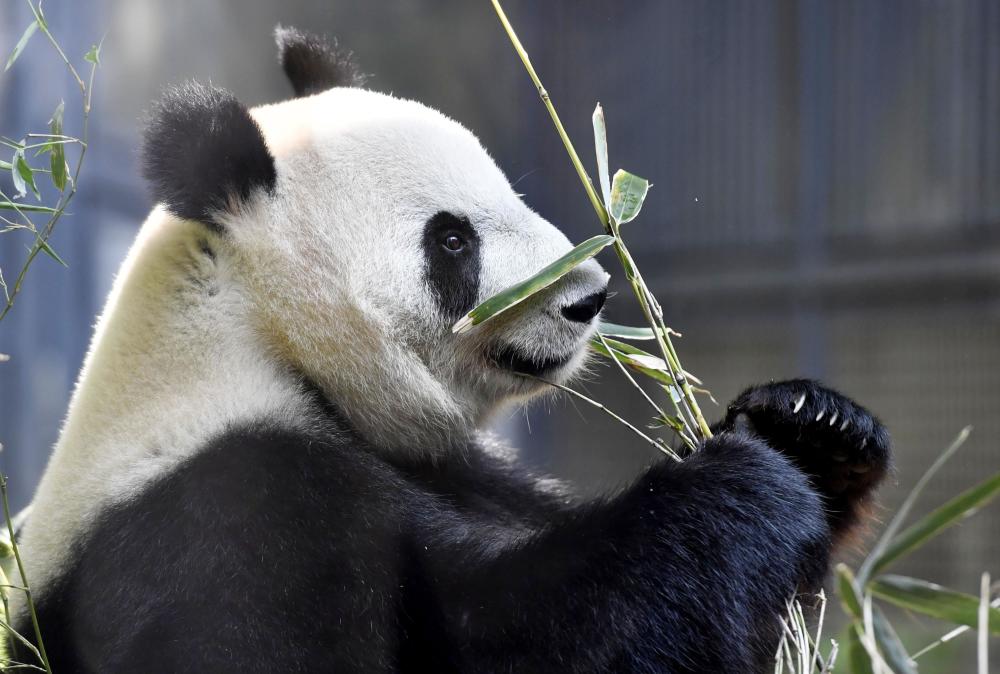 日本上野動物園:旅日雌性大熊貓