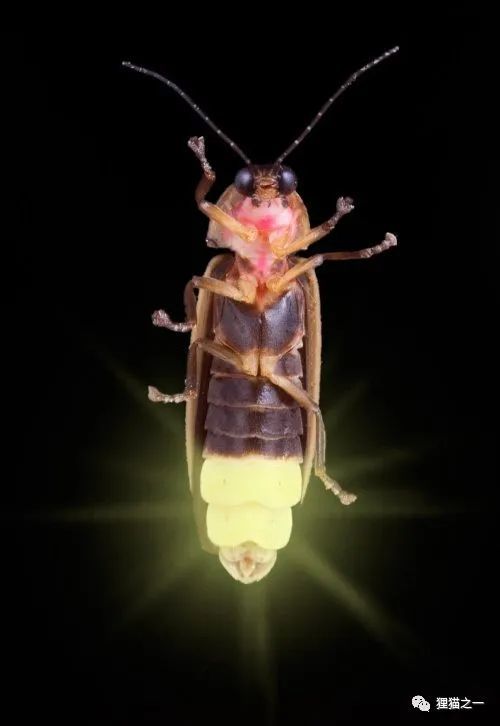 5厘米巨型萤火虫现身四川为何长得像毛毛虫它们发光不怕被捕食者发现
