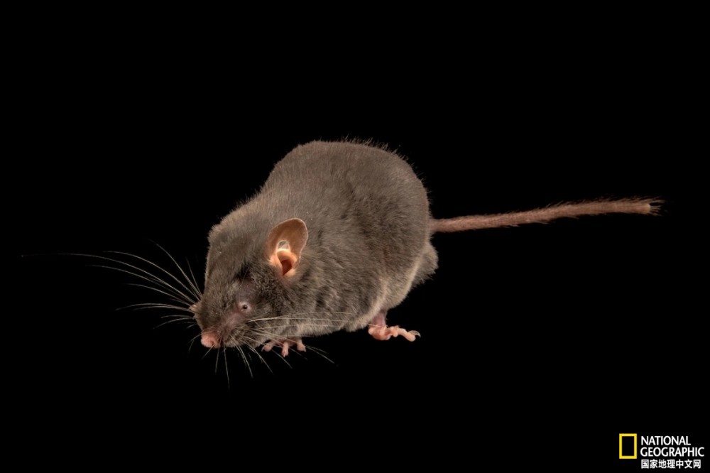 图为莫斯科动物园的一只中华猪尾鼠(chinese pygmy dormouse).