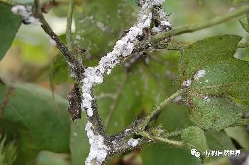 z昆虫记】再凶残的扶桑绵粉蚧也不过是蚂蚁养的"小奶牛"!_腾讯新闻