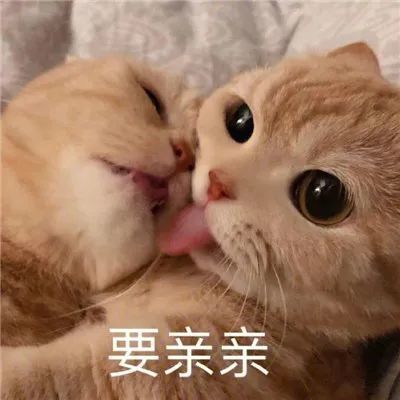 炒鸡甜的猫咪撒娇表情包合集